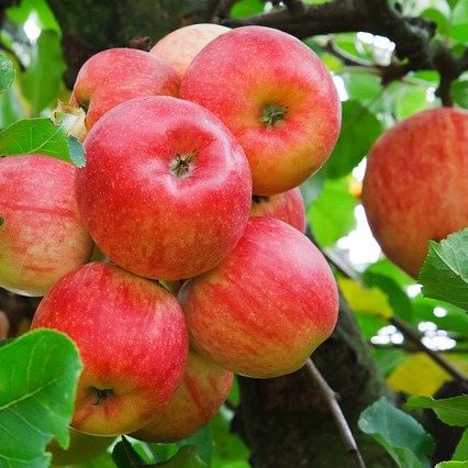 Close up of Apples on the tree 