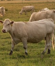 Beef Cattle 