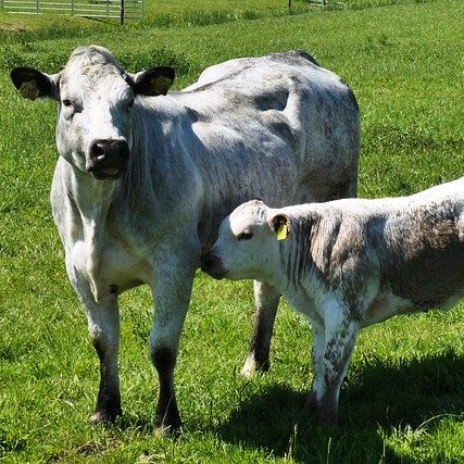 Beef Cattle and calf 