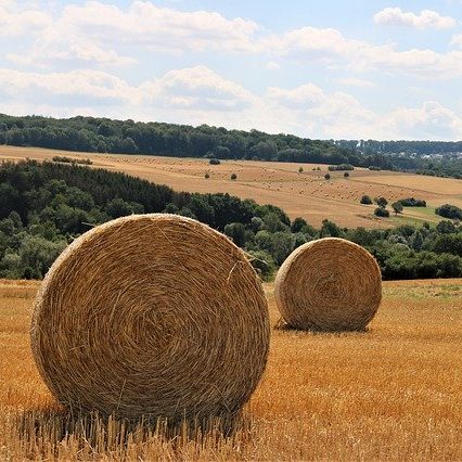 Bales of hay in field 