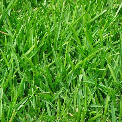 Grass 