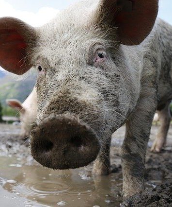 Swine standing in a puddle of mud 