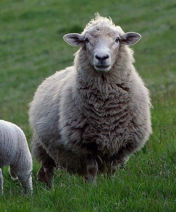Sheep standing in field 
