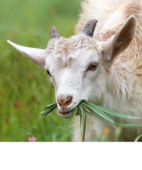Goat chewing on grass 